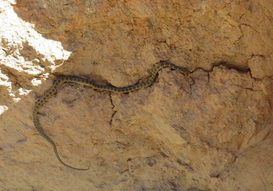 Solerantonio2 en Hamelin: Fauna  (Alboloduy), Serpiente