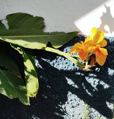 Solerantonio2 en Hamelin: Flora  (Avenida del Mediterráneo), Canna × hybrida, Planta