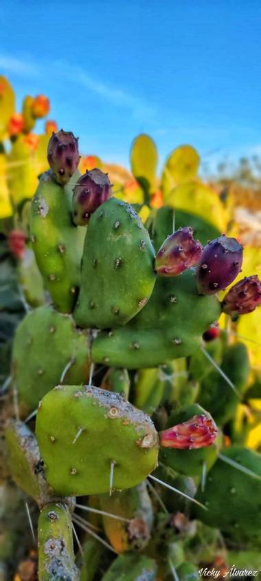 Vicky Álvarez  en Hamelin: Flora  (Botorrita), Captus
#planta
#flora
#flor
#puas 