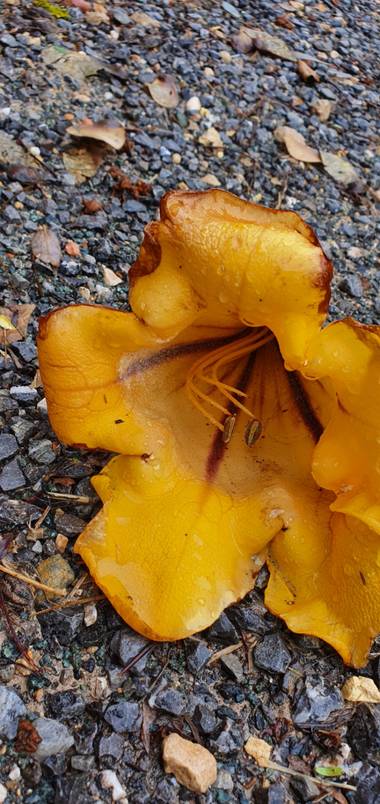 Ivansr.fernandez en Hamelin: Flora  (Elche), Solandra maxima, #yellowflower