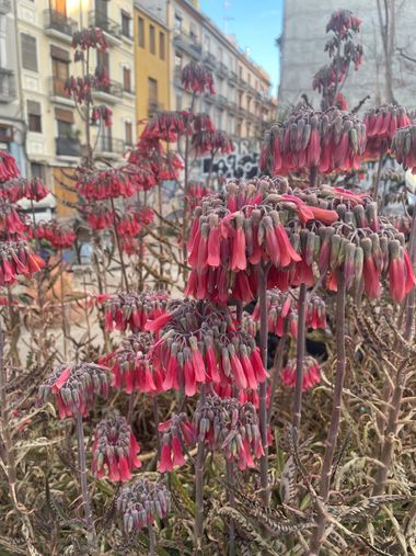 Naiete_correia en Hamelin: Flora  (Valencia), #flor 
