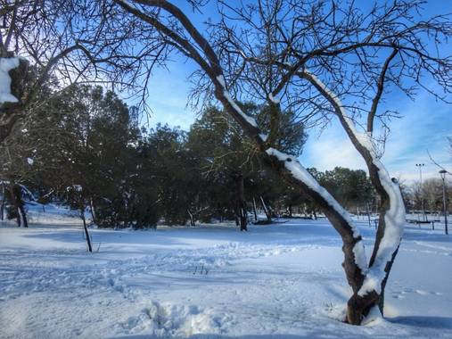 María G Terrones en Hamelin: Flora  (Móstoles), Árboles caducos llenos de nieve al sur de Madrid #invierno20 