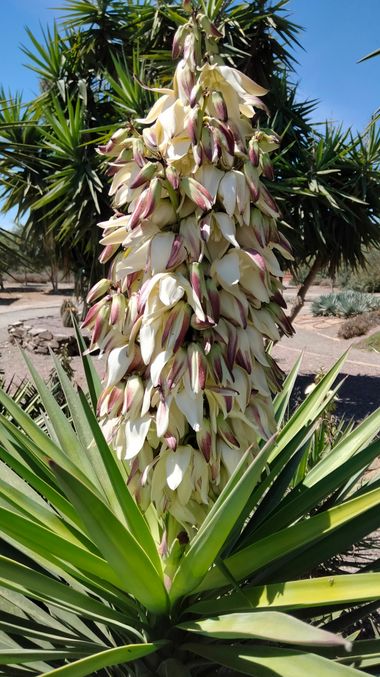 Solerantonio2 en Hamelin: Flora  (La Vega de Acá), Yucca gloriosa, Planta