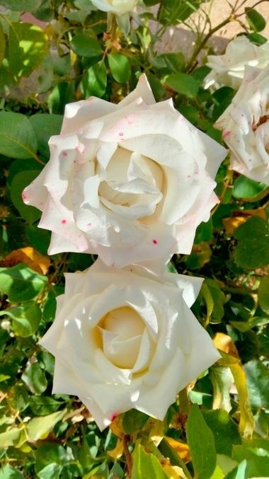 Solerantonio2 en Hamelin: Flora  (Láujar de Andarax), Rosas de jardin