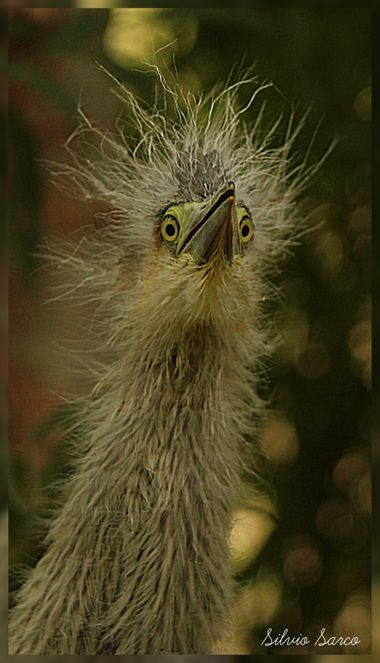 silviosarco en Hamelin: Fauna  (Buenos Aires), Garza chiflon. 