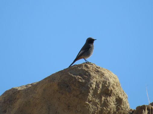 Solerantonio2 en Hamelin: Fauna  (Almería), Phoenicurus ochruros (S.G.Gmelin, 1774), Ave