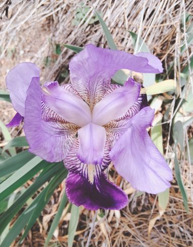 Solerantonio2 en Hamelin: Flora  (Almería), Iris lutescens, Planta