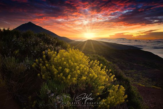 Eduardo García en Hamelin: Paisaje, Atardecer de esos únicos que muy de vez en cuando te brinda el Parque Nacional del Teide y alrededores....
#parquesyja...
