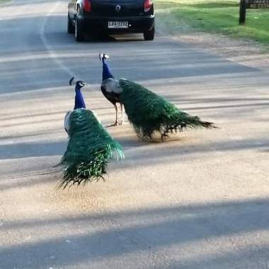 Letazblunti en Hamelin: Fauna, Pavos regales en parque Leccoc🦃