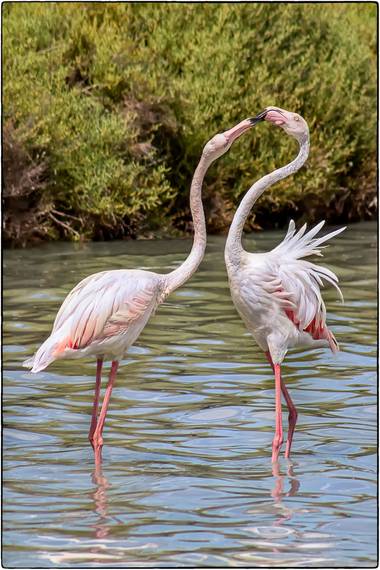 Breogan654 en Hamelin: Fauna  (Calp), En las Salínas de Calpe (Parque protegido) anidan y se alimentan una gran colonia de flamencos. Unos están de paso ha...