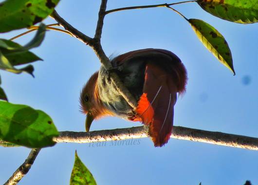 ivandariovertel.97 en Hamelin: Fauna 