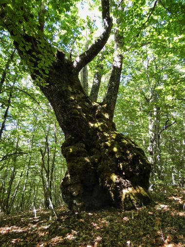 mariale en Hamelin: Flora, 📸 #marialemdza
Roble en hayedo 🌳🌳🌳 
#Naturaleza #BellezaNatural #Felicidad #Montaña #mountains #Roble  #landscapephotograph...