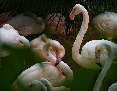 Jose.aguilera1987 en Hamelin: Fauna  (Fuengirola), Phoenicopterus roseus Pallas, 1811, #flamencos #animales #rosa #aves 