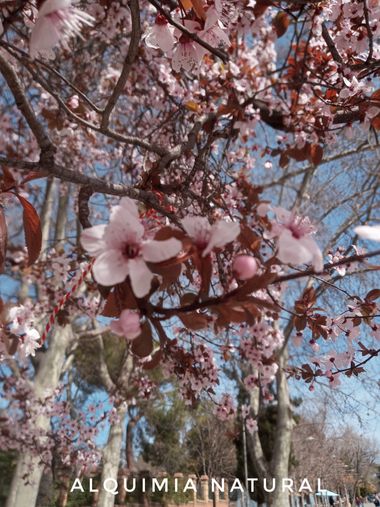 Alquimia Natural en Hamelin: Flora  (Madrid), Prunus cerasifera, #primavera2023 #marzo2023 #invierno2023 