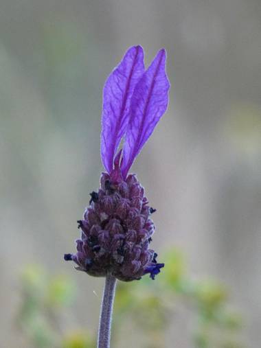 mariale en Hamelin: Flora, Lavandula stoechas, 📸 #marialemdza
Provincia de Zamora, primavera 2021.
#Naturaleza #flores #floressilvestres #BellezaNatural ...