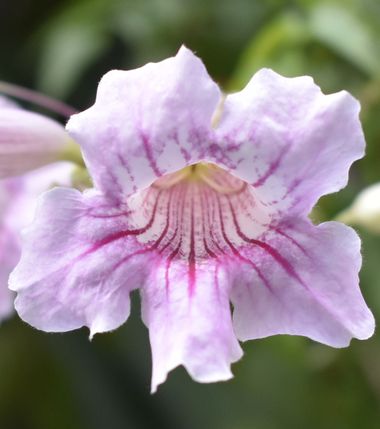 Solerantonio2 en Hamelin: Flora  (Almería), Podranea ricasoliana, Planta