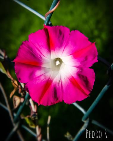 PEROMA_PHOTO en Hamelin: Flora  (Vélez-Málaga), Ipomoea purpurea, . 