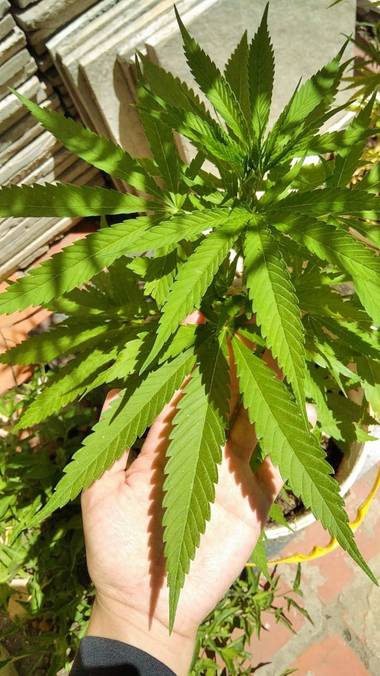 José Manuel Vargas  en Hamelin: Flora  (Ciudad de Buenos Aires), Cannabis sativa