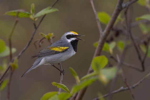 Ignicapillus en Hamelin: Fauna  (Ottawa County), Vermivora chrysoptera (Linnaeus, 1766), Reinita alidorada

El género Vermivora, con 3 especies, forma part...