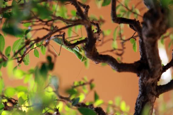 Carlesvaldor en Hamelin: Fauna  (Aiguaviva), Mantis en un olmo bonsai