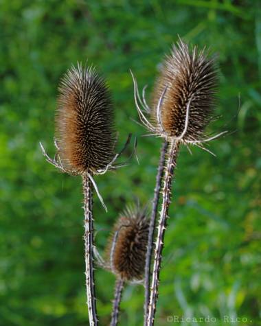 Rricoparrillas en Hamelin: Flora  (Dosrius), Que este seco, no quiere decir que no sea bello.