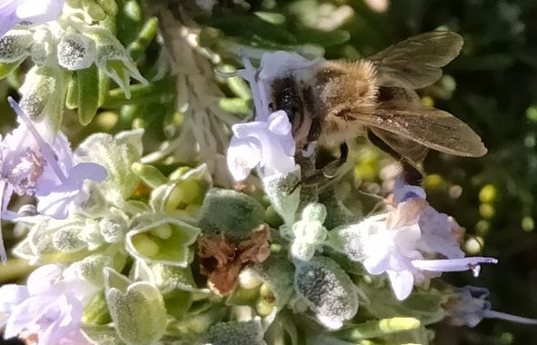 Solerantonio2 en Hamelin: Fauna  (Almería), Abeja europea