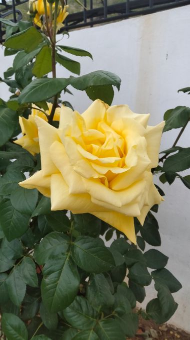 Solerantonio2 en Hamelin: Flora  (Turrillas), Rosas de jardin