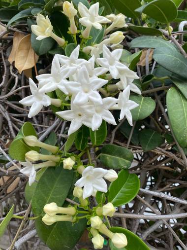 Zetadeuve en Hamelin: Flora  (Santa Cruz de Tenerife), Stephanotis floribunda, #flora21 
#tenerifelicidad 