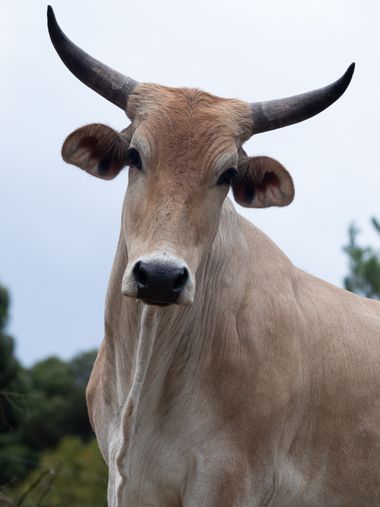 Gabrielroadangel en Hamelin: Fauna  (Medellín), Bueno seguramente has visto un toro alguna vez en tu vida espero te guste la foto que le hice a este Toro e...