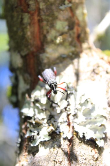 XxPrOzMeNxX en Hamelin: Fauna, #arbol #augen #baum #black #blanco #colores #colours #eyes #farben #insecto #insectphoto #insekt #licht #light #luz #naranj...