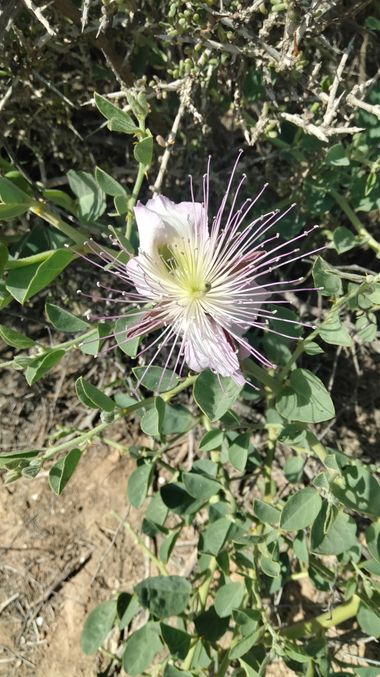 Solerantonio2 en Hamelin: Flora  (Níjar), Capparis spinosa, Planta