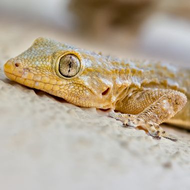 jomartinezfranco en Hamelin: Fauna  (Vegas del Genil), La espectacular Salamanquesa común, vive en casa conmigo librándome de mosquitos y más insectos. Imp...