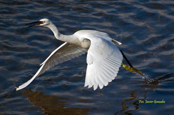 Fco. Javier González en Hamelin: Fauna  (Nigrán), Egretta garzetta (Linnaeus, 1766), #fauna #aves #naturaleza #galicia 