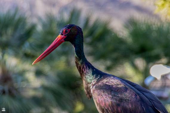 Acorazado3000 en Hamelin: Fauna  (Córdoba), Ciconia nigra (Linnaeus, 1758), Cigüeña Negra.











#fotografiacarloscalvo #cigüeñanegra #ciguena #Aves21...