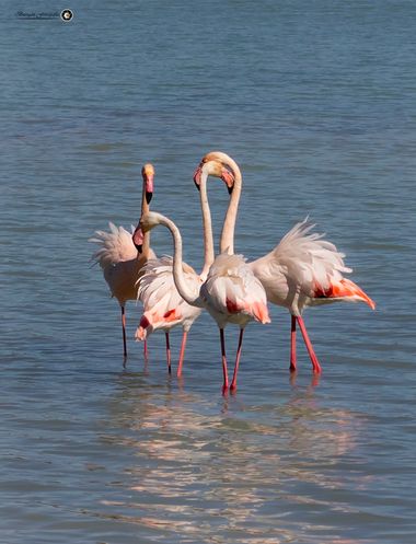 Breogán654 en Hamelin: Fauna  (Calp), Phoenicopterus roseus Pallas, 1811, Flamenco común preparándose para la época de cortejo en las Salínas de Calpe (Ali...