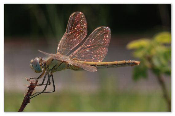 barbanegra707 en Hamelin: Fauna  (Barcelona), sympemtrum fonscolombii, #Libelularayadora #cumplehamelin 