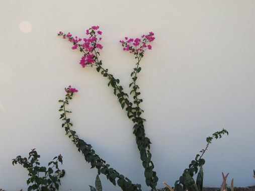 Solerantonio2 en Hamelin: Flora  (Vícar), Planta