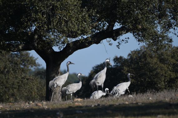 Info en Hamelin: Fauna, Grus grus (Linnaeus, 1758), Grullas en la dehesa de Talavan
