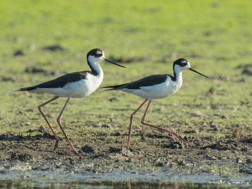 Jairo Cadavid en Hamelin: Fauna  (San Luis de Palenque), Himantopus mexicanus (Statius Muller, 1776), #aves #colombia #hamelin #wildlife #birds #beautiful ...