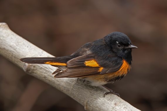 Ignicapillus en Hamelin: Fauna  (Chippewa County), Setophaga ruticilla (Linnaeus, 1758), Candelita norteña

	He aquí un representante muy popular de la fam...