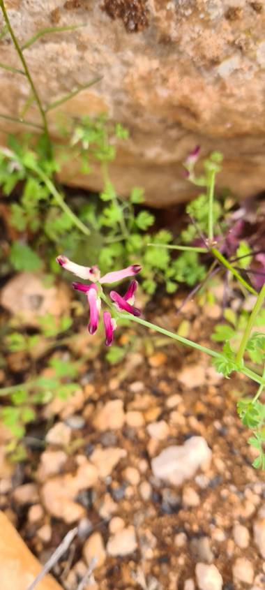 gisca72 en Hamelin: Flora, #miniflor #fuerteventura #flor #invierno21 