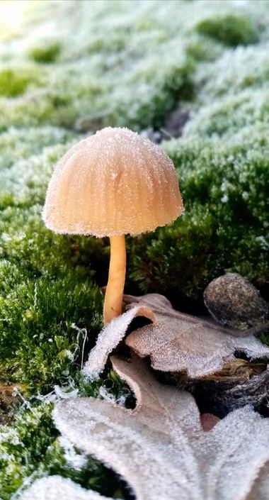 Jcestradaliebana en Hamelin: Observación  (Mansilla de las Mulas), #hongos #mushrooms