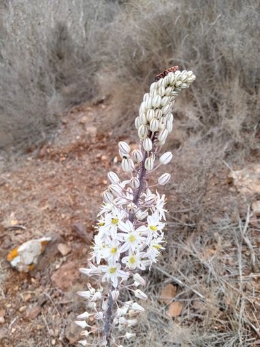 Solerantonio2 en Hamelin: Flora  (Níjar), Drimia maritima, Planta