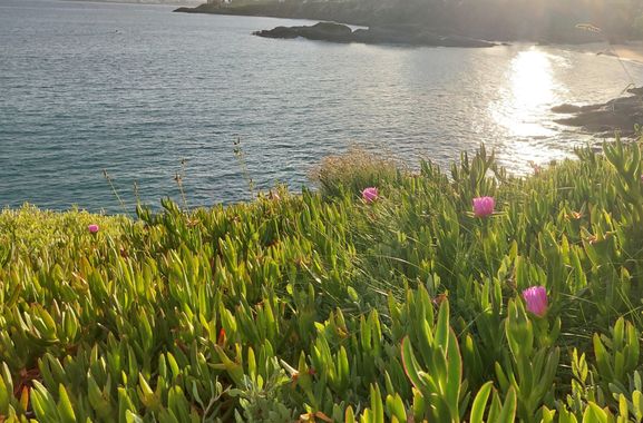 Mpinfante en Hamelin: Paisaje, Paisaje litoral con # uña de gato rosa.