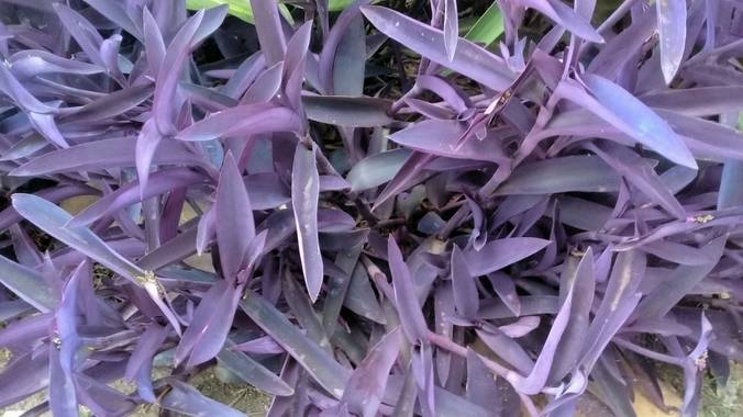 Mariano G en Hamelin: Flora  (San Nicolás), Tradescantia pallida, #parquesyjardines 
#purpurinaArgentina 

Purpurina, Amor de hombre, Pollo morado son algu...