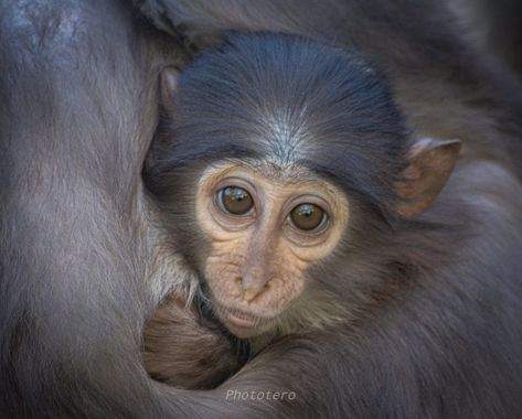 Phototero  en Hamelin: Fauna  (Jerez de la Frontera), #mono #hamelin #photography #love 
