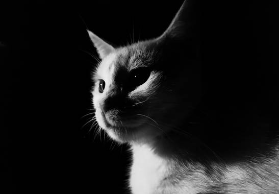 Michael_vinasco en Hamelin: Fauna  (Ansermanuevo), #fauna Los antiguos egipcios habrían sido los primeros en domesticar gatos, hace ya 4.000 años. Probable...