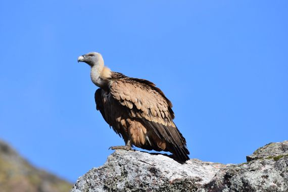 Info en Hamelin: Fauna, Gyps fulvus (Hablizl, 1783), Monfrague en primavera 