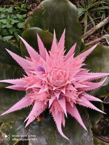 wilmerhmmp en Hamelin: Flora  (Garagoa), Aechmea fasciata, Me sorprendió la flor, lo curioso del rosado y lo diferente de la naturaleza Espinoza y amorosa