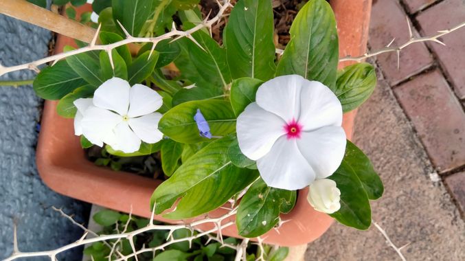 Solerantonio2 en Hamelin: Flora  (Almería), Catharanthus roseus, Planta